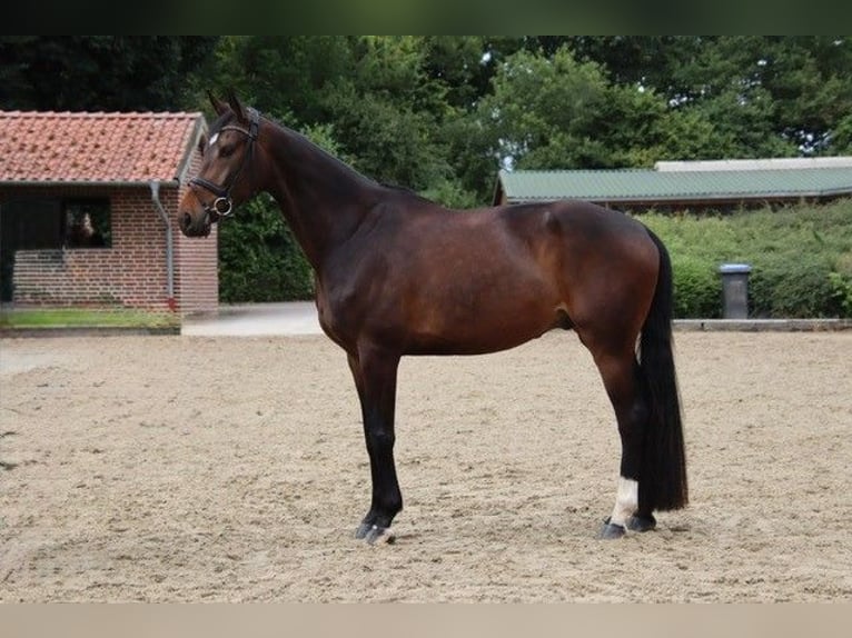 Westfaliano Castrone 5 Anni 175 cm Baio scuro in M&#xFC;nster