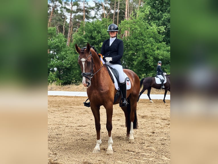 Westfaliano Castrone 5 Anni 175 cm Sauro scuro in Schlalach