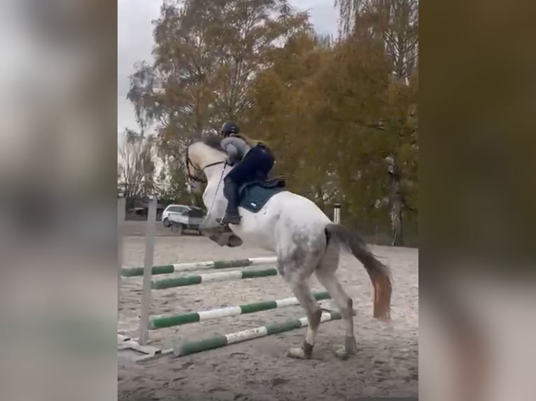 Westfaliano Castrone 5 Anni 176 cm Grigio pezzato in Berkatal