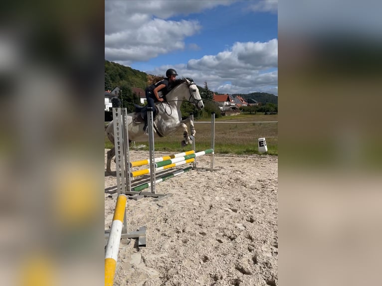 Westfaliano Castrone 5 Anni 176 cm Grigio pezzato in Berkatal