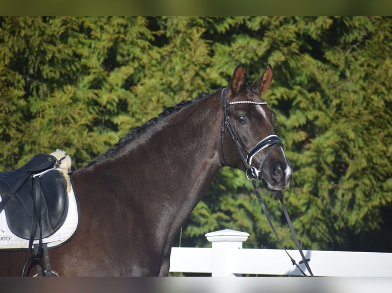 Westfaliano Castrone 5 Anni 177 cm Sauro scuro in Dätgen