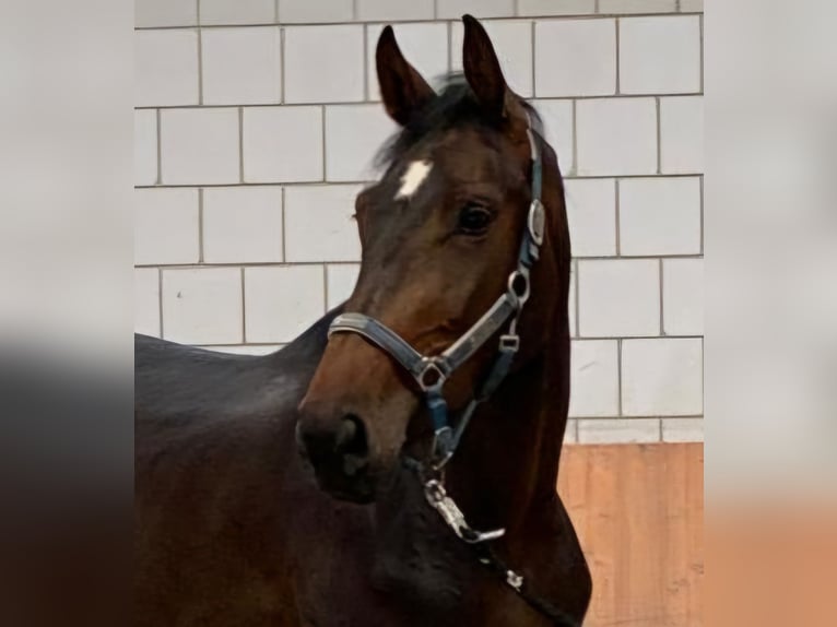 Westfaliano Castrone 5 Anni 178 cm Baio in Brakel