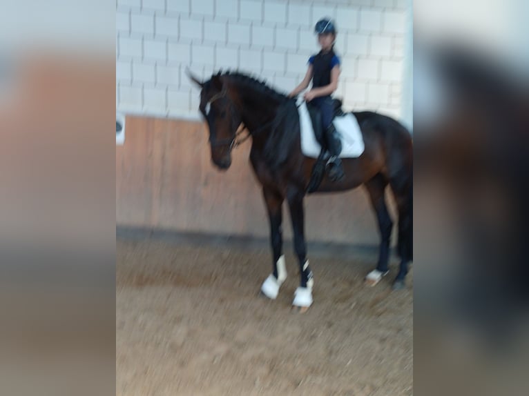 Westfaliano Castrone 5 Anni 178 cm Baio in Brakel