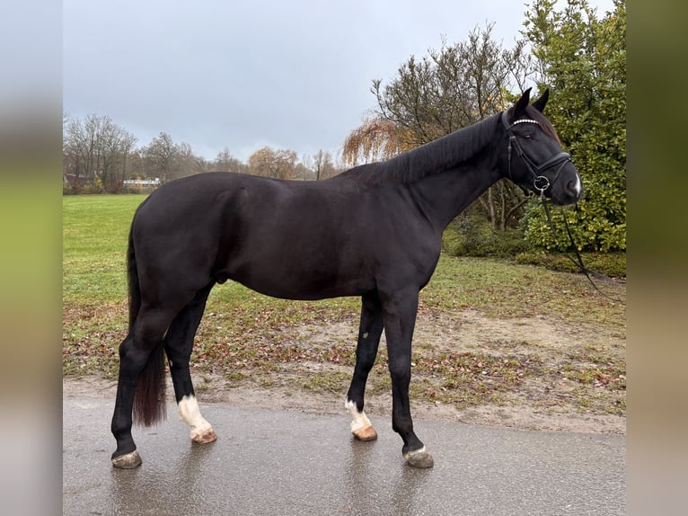 Westfaliano Castrone 5 Anni 178 cm Baio nero in Altenberge