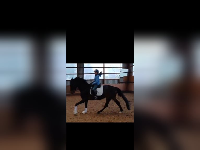 Westfaliano Castrone 5 Anni 178 cm Baio nero in Paderborn
