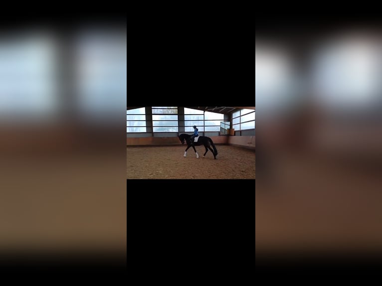 Westfaliano Castrone 5 Anni 178 cm Baio nero in Paderborn