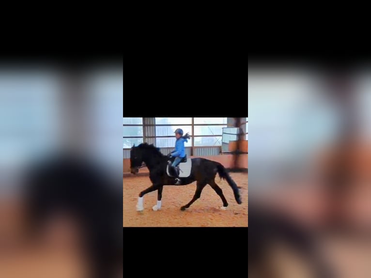 Westfaliano Castrone 5 Anni 178 cm Baio nero in Paderborn