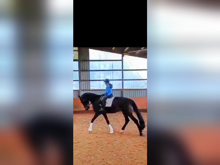 Westfaliano Castrone 5 Anni 178 cm Baio nero in Paderborn