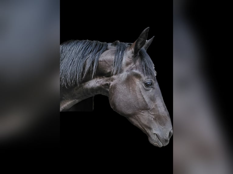 Westfaliano Castrone 5 Anni 178 cm Morello in Leopoldshöhe