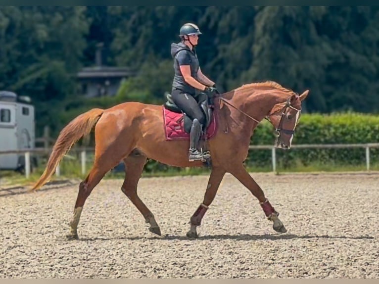 Westfaliano Castrone 5 Anni 178 cm Sauro in Neustadt (Wied)