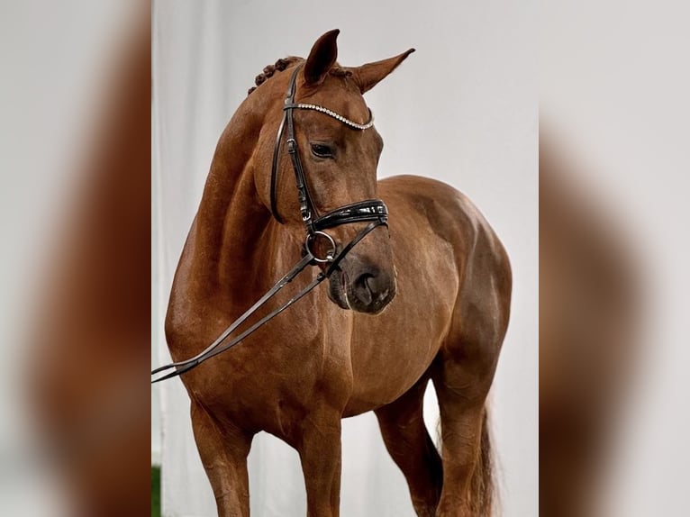 Westfaliano Castrone 5 Anni 179 cm Sauro in BollBoll