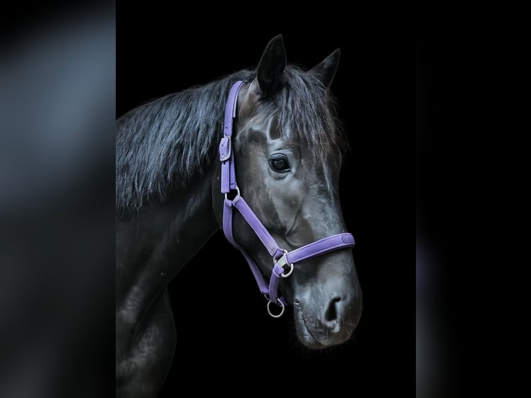 Westfaliano Castrone 5 Anni 180 cm Morello in Leopoldshöhe