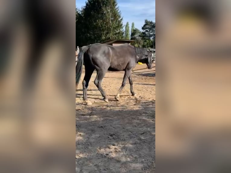 Westfaliano Castrone 5 Anni 180 cm Morello in Roth