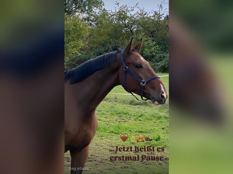 Westfaliano Castrone 5 Anni 182 cm Baio in Tamm