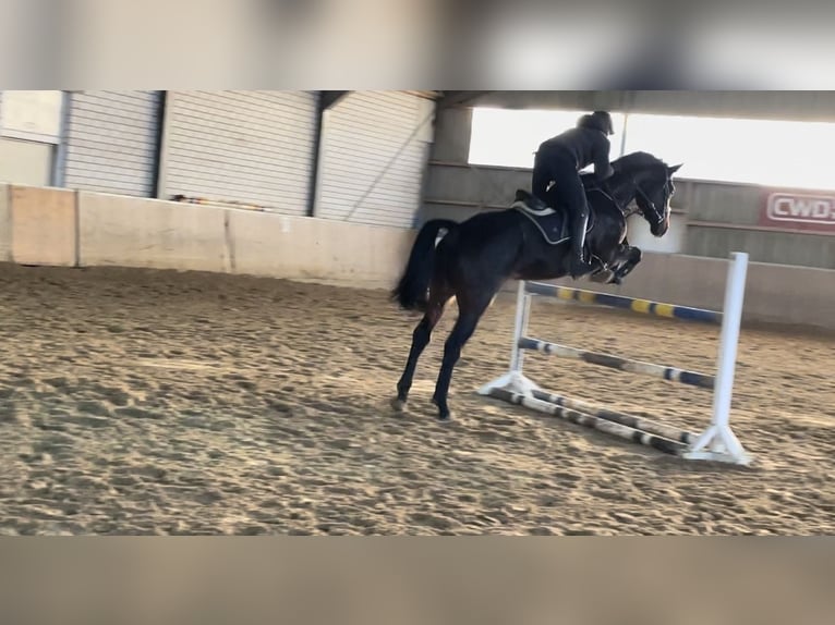 Westfaliano Castrone 5 Anni 182 cm Baio nero in Windhagen