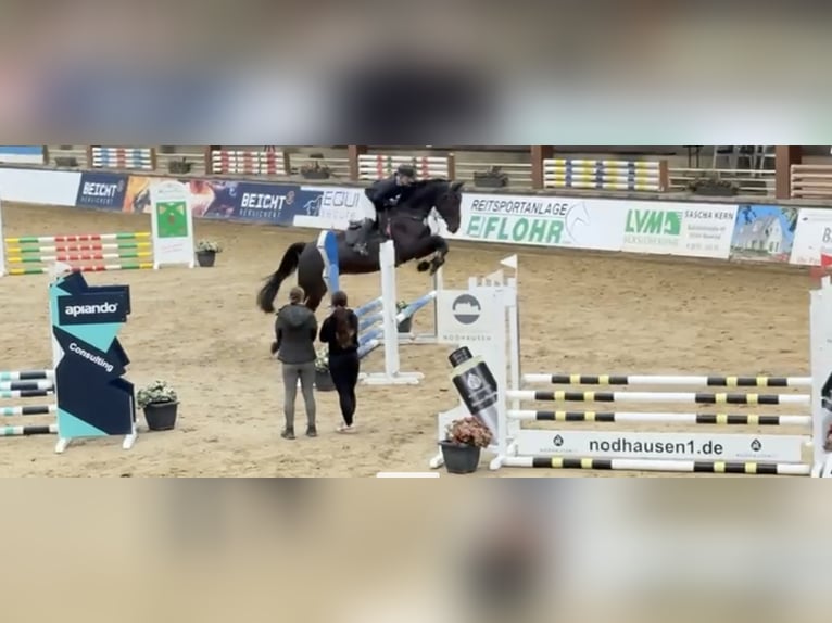 Westfaliano Castrone 5 Anni 182 cm Baio nero in Windhagen