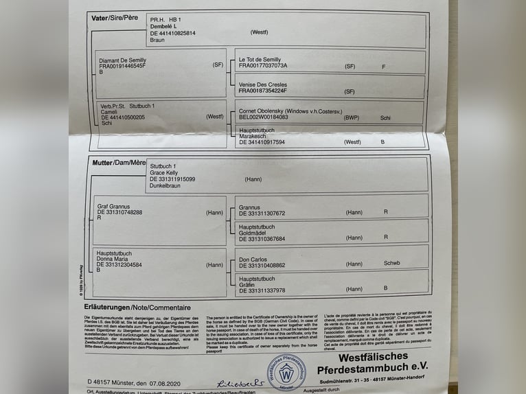 Westfaliano Castrone 5 Anni 182 cm Baio nero in Windhagen