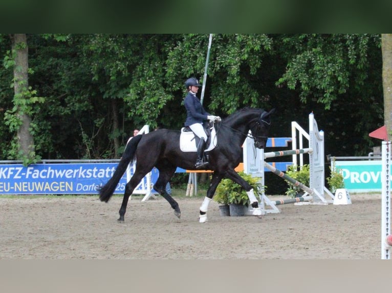 Westfaliano Castrone 5 Anni 183 cm Morello in Rosendahl-Osterwick