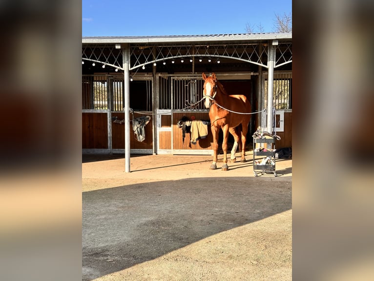 Westfaliano Castrone 5 Anni 183 cm Sauro in Leipzig