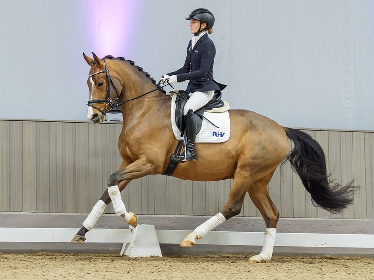 Westfaliano Castrone 5 Anni Baio in Mnster-Handorf