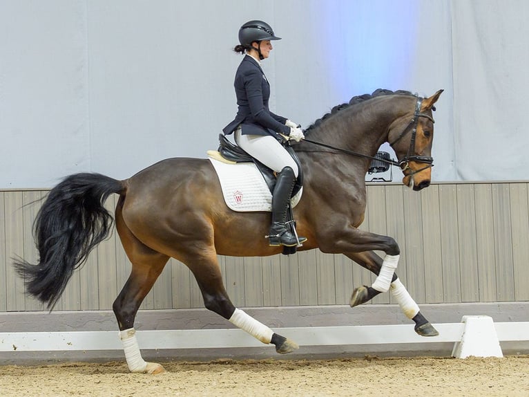 Westfaliano Castrone 5 Anni Baio in Münster-Handorf