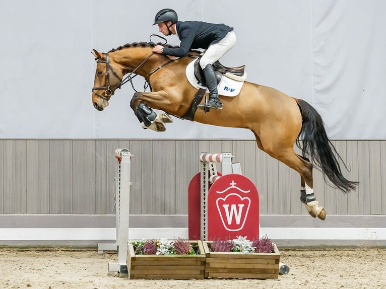 Westfaliano Castrone 5 Anni Baio in Münster-Handorf