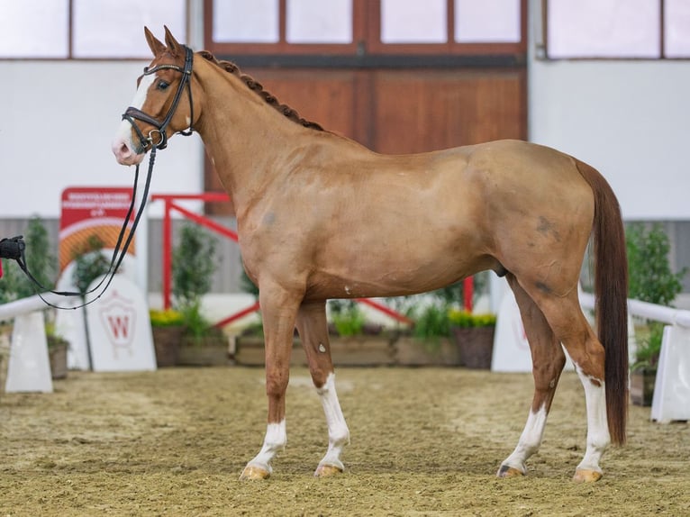 Westfaliano Castrone 5 Anni Sauro in Münster-Handorf