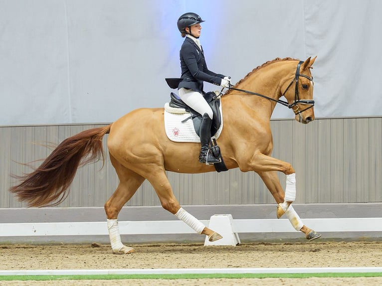 Westfaliano Castrone 5 Anni Sauro in Münster-Handorf