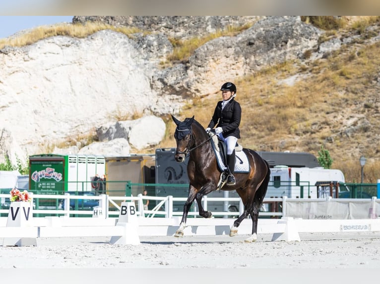 Westfaliano Castrone 6 Anni 147 cm Baio scuro in Ciempozuelos