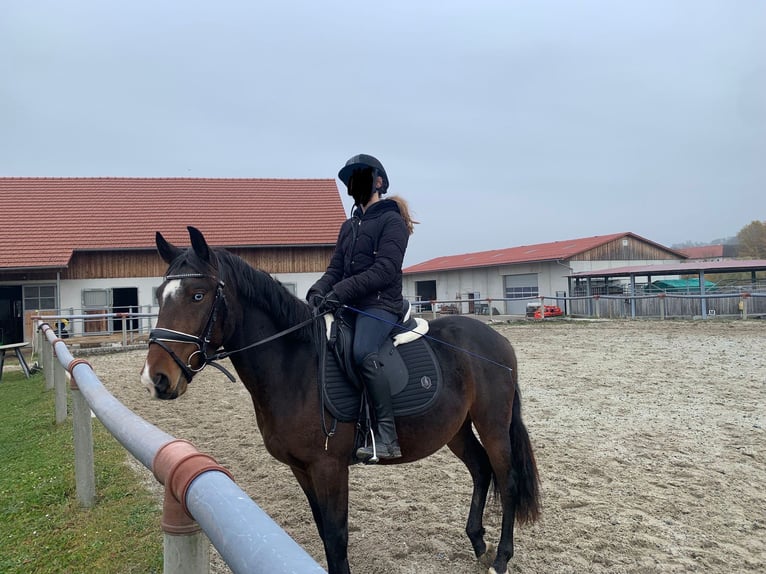 Westfaliano Mix Castrone 6 Anni 155 cm Baio scuro in Hörsching