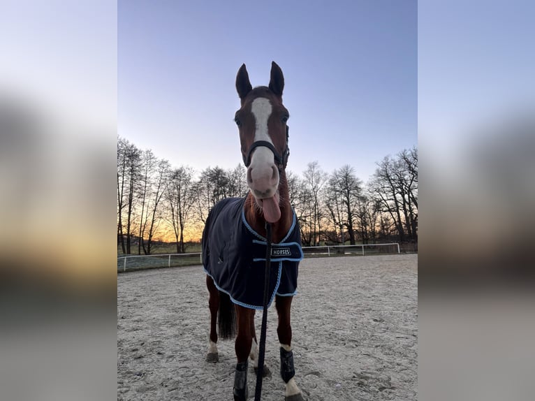 Westfaliano Castrone 6 Anni 159 cm Sauro in Blomberg