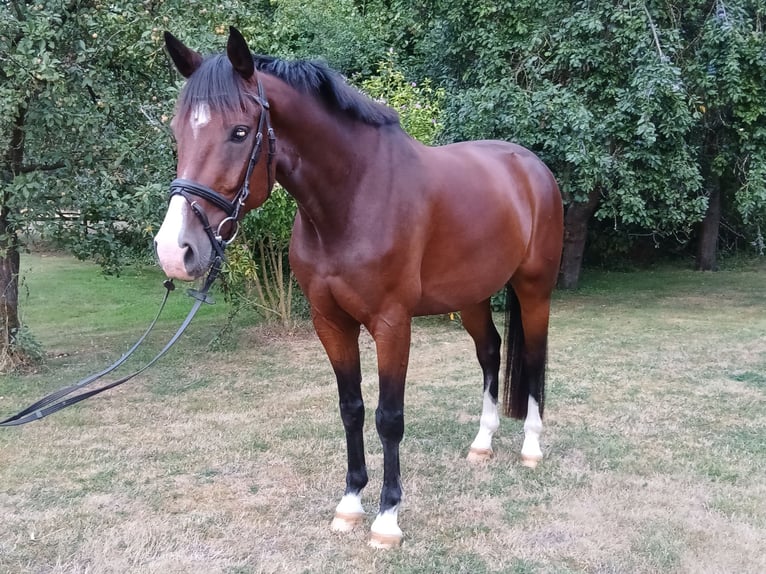 Westfaliano Castrone 6 Anni 160 cm Baio in Greven