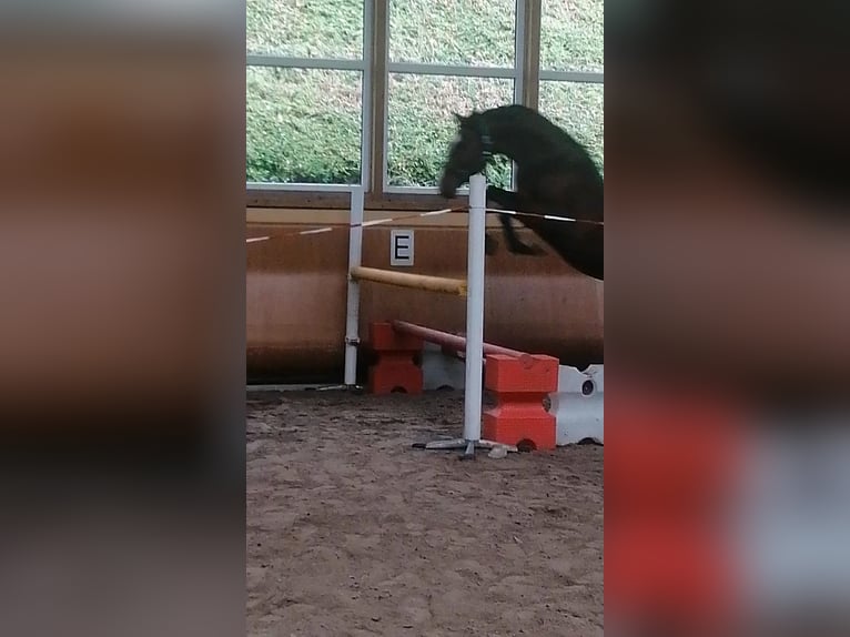 Westfaliano Castrone 6 Anni 160 cm Baio in Morsbach