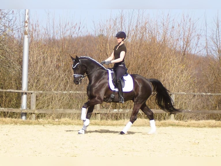 Westfaliano Castrone 6 Anni 164 cm Morello in Iserlohn