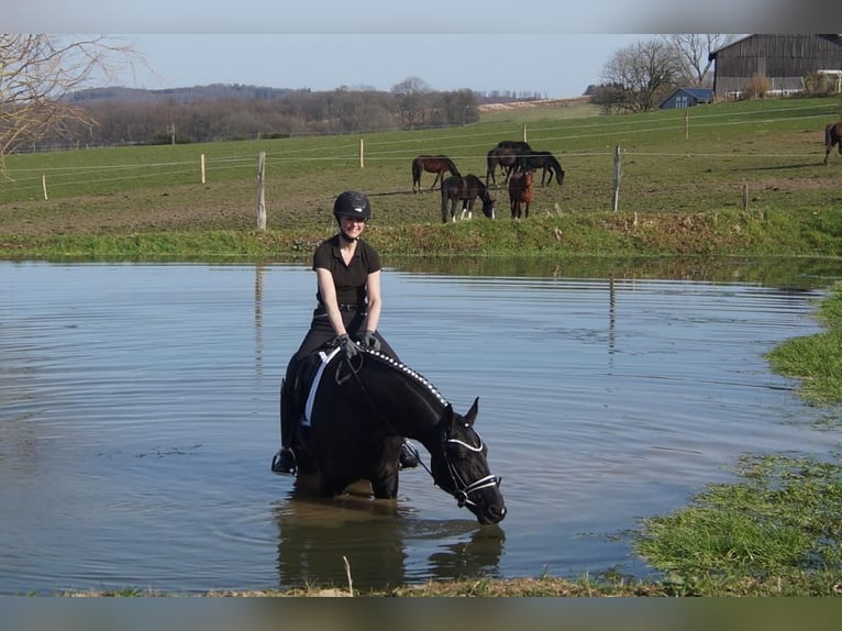 Westfaliano Castrone 6 Anni 164 cm Morello in Iserlohn