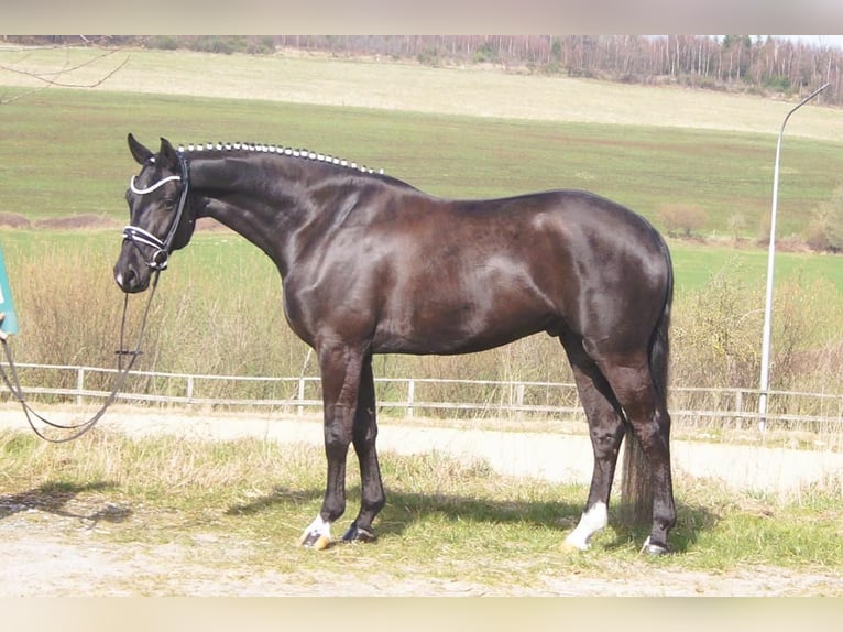 Westfaliano Castrone 6 Anni 164 cm Morello in Iserlohn