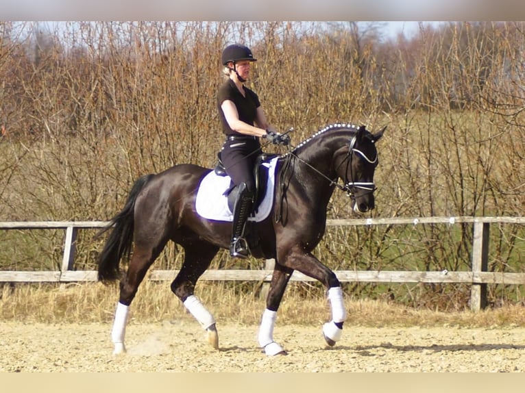 Westfaliano Castrone 6 Anni 164 cm Morello in Iserlohn