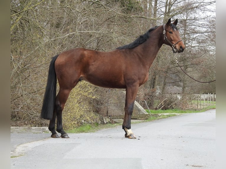 Westfaliano Castrone 6 Anni 165 cm Baio in Verl