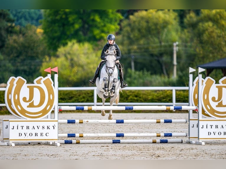 Westfaliano Castrone 6 Anni 165 cm Grigio in Liberec