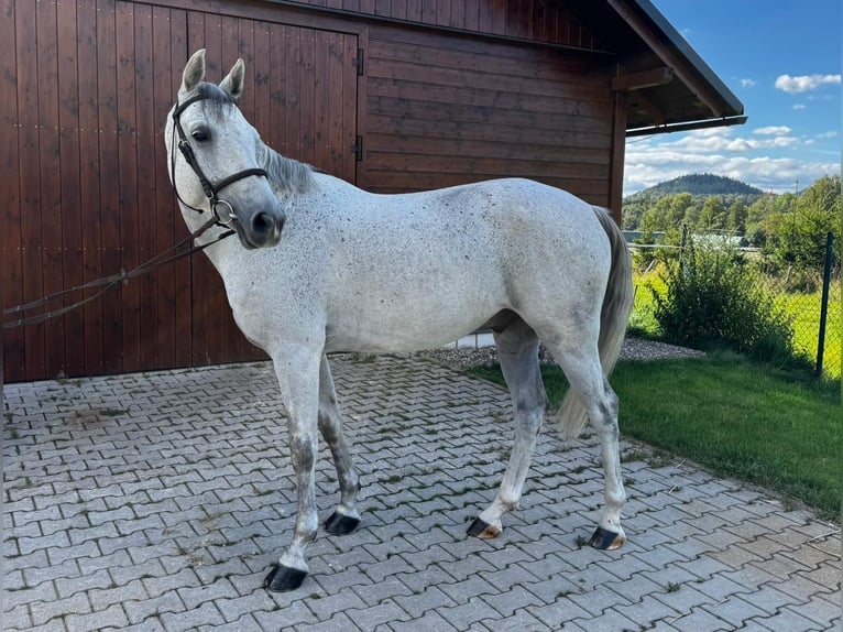 Westfaliano Castrone 6 Anni 165 cm Grigio in Liberec