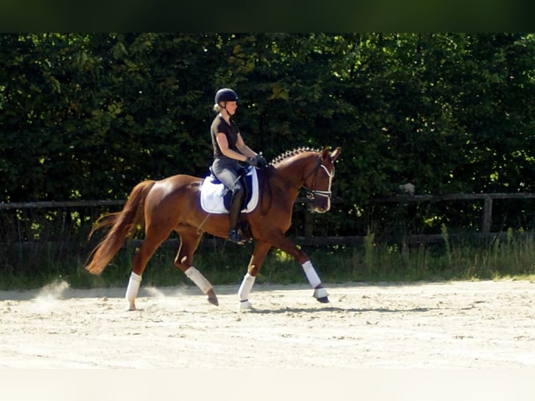 Westfaliano Castrone 6 Anni 165 cm Sauro scuro in Iserlohn