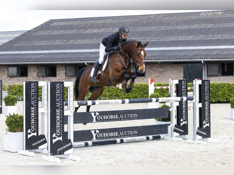 Westfaliano Castrone 6 Anni 166 cm  in Waddinxveen