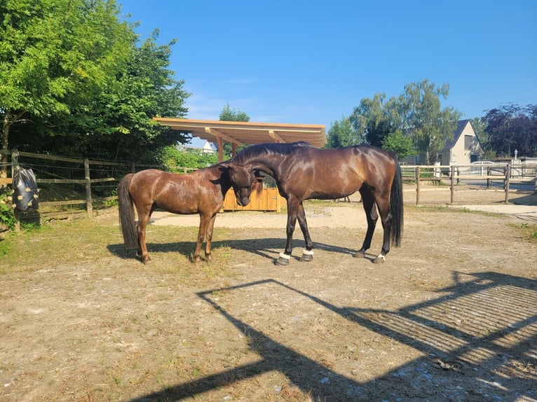 Westfaliano Castrone 6 Anni 167 cm Baio in Essen
