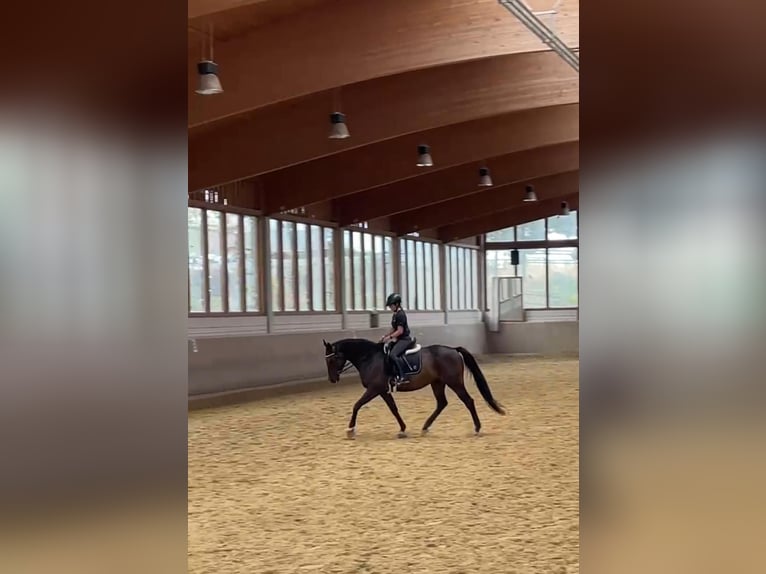 Westfaliano Castrone 6 Anni 167 cm Baio in Essen