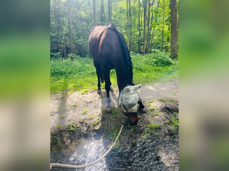 Westfaliano Castrone 6 Anni 167 cm Baio in Essen