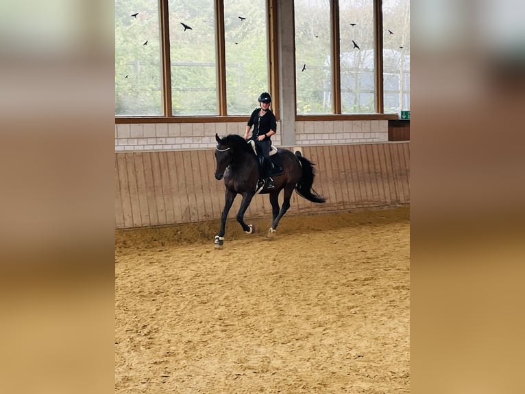 Westfaliano Castrone 6 Anni 167 cm Baio in Essen