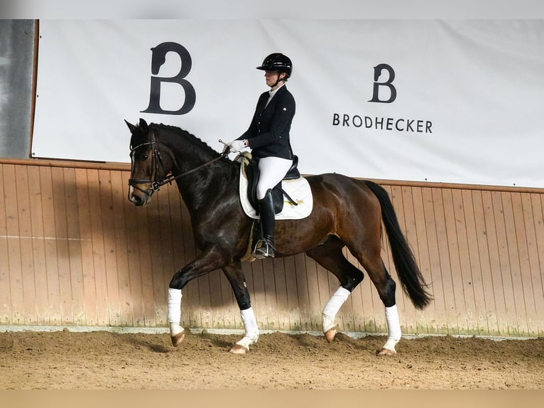 Westfaliano Castrone 6 Anni 167 cm Baio scuro in Riedstadt