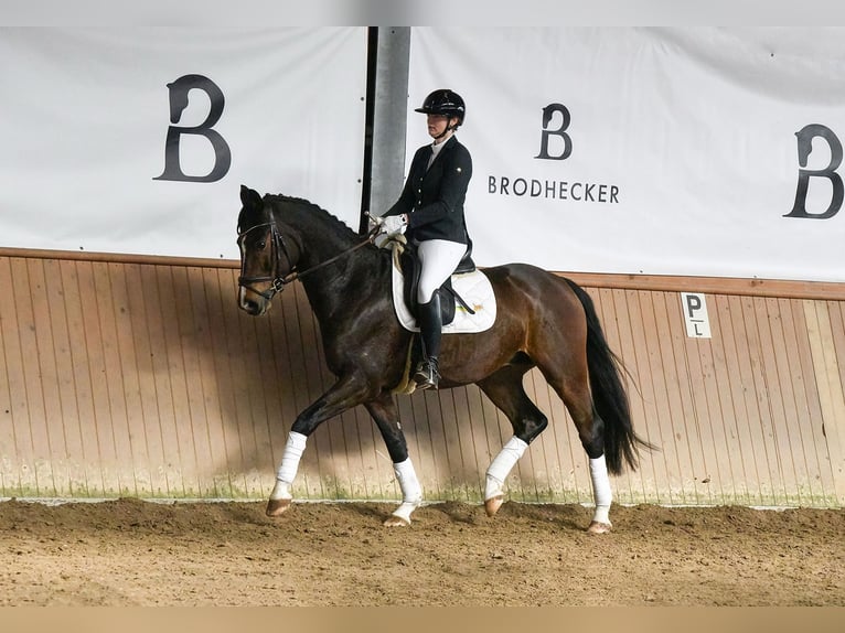 Westfaliano Castrone 6 Anni 167 cm Baio scuro in Riedstadt