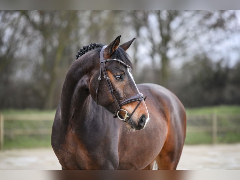 Westfaliano Castrone 6 Anni 167 cm Baio scuro in Riedstadt