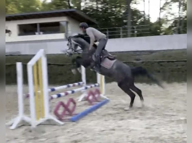 Westfaliano Castrone 6 Anni 167 cm  in Windhagen